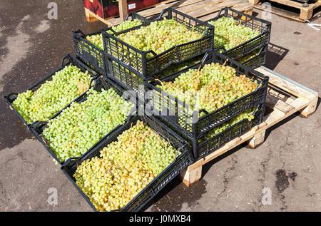 Frische Süße Trauben bereit für den Verkauf auf dem Bauernmarkt Stockfoto