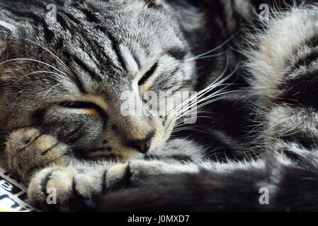 Ein junger Bengal Tabby cross kurzhaarige Hauskatze schläft zusammengerollt Stockfoto