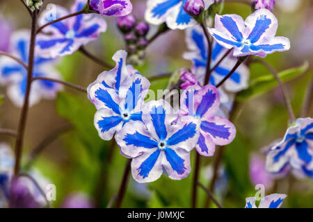 Cappadocian Navelkraut Close Up Blumen Close Up Blume Omphalodes Sternenaugen Omphalodes cappadocica Sternenaugen Weiße Blaue Omphaloden Blauäugige Maria Stockfoto