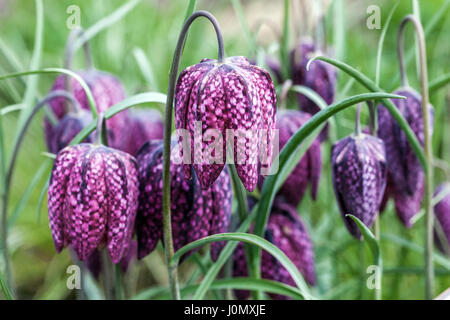 Kopf der Schlange Fritillary, Fritillaria meleagris Stockfoto