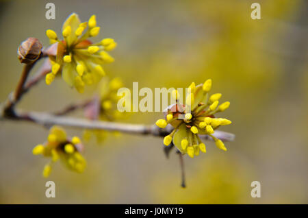 Europäische Cornel Baum Bossom mit gelben Blüten Stockfoto