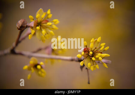 Europäische Cornel Baum Bossom mit gelben Blüten Stockfoto