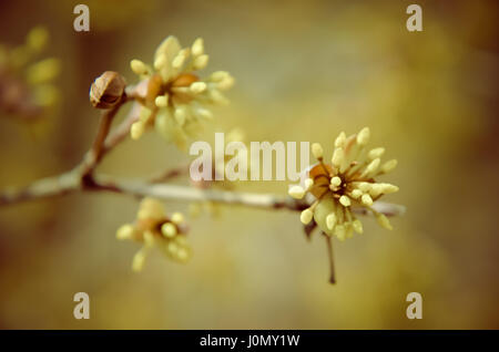 Europäische Cornel Baum Bossom mit gelben Blüten Stockfoto