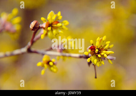 Europäische Cornel Baum Bossom mit gelben Blüten Stockfoto