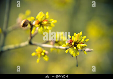 Europäische Cornel Baum Bossom mit gelben Blüten Stockfoto