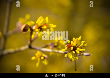 Europäische Cornel Baum Bossom mit gelben Blüten Stockfoto