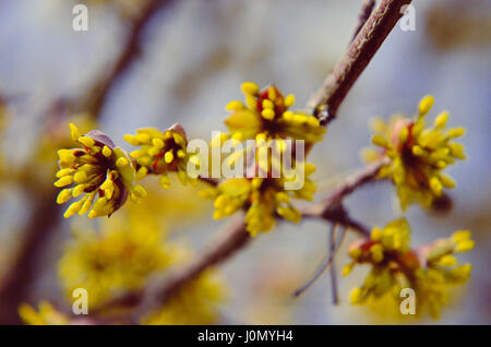 Europäische Cornel Baum Bossom mit gelben Blüten Stockfoto