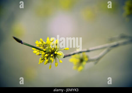 Europäische Cornel Baum Bossom mit gelben Blüten Stockfoto