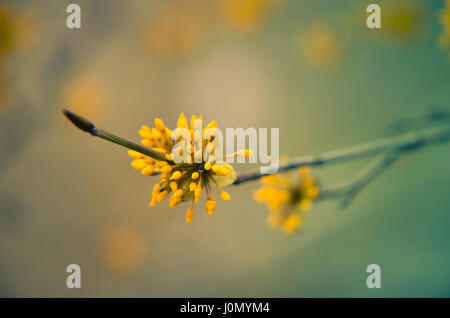 Europäische Cornel Baum Bossom mit gelben Blüten Stockfoto