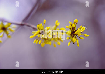 Europäische Cornel Baum Bossom Blüte Stockfoto