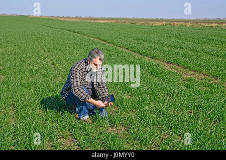 Landwirt in einem Feld mit Weizen gesät überprüft die Qualität der Pflanzen. Stockfoto