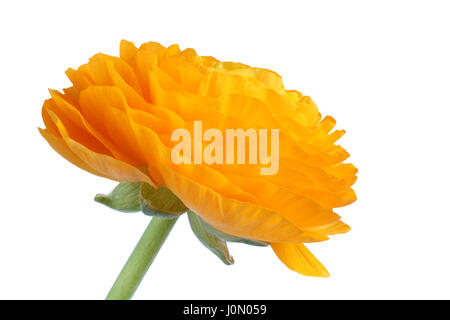 Gelber Hahnenfuß auf weißem Hintergrund geöffnet. Closeup Stockfoto