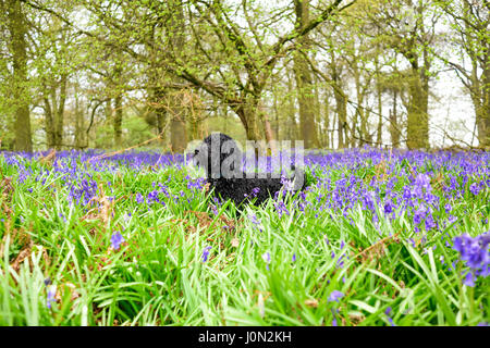 Underwood, Nottinghamshire, UK. 14. April 2017. Einen dumpfen feuchten Start zu Ostern Feiertag ein idealer Tag für einen Spaziergang in einem Bluebell Holz, Regen und stumpf Bedingungen bringen die Farben des Spring.Frankie der Cockapoo genießt einen Lauf durch die Glockenblumen. Bildnachweis: Ian Francis/Alamy Live-Nachrichten Stockfoto