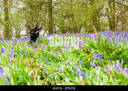 Underwood, Nottinghamshire, UK. 14. April 2017. Einen dumpfen feuchten Start zu Ostern Feiertag ein idealer Tag für einen Spaziergang in einem Bluebell Holz, Regen und stumpf Bedingungen bringen die Farben des Spring.Frankie der Cockapoo genießt einen Lauf durch die Glockenblumen. Bildnachweis: Ian Francis/Alamy Live-Nachrichten Stockfoto