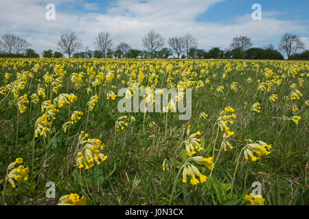 Hunstanton, UK. 13. April 2017. Großbritannien Wetter. Eine Wiese von Schlüsselblumen setzen auf ein spektakuläres Feuerwerk von Ostern in der Nähe von Hunstanton North Norfolk Credit: David Tipling Foto Bibliothek/Alamy Live News Stockfoto