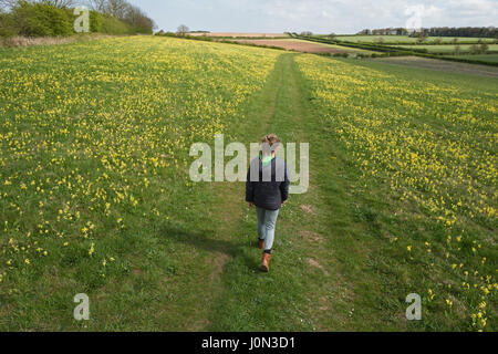 Hunstanton, UK. 13. April 2017. Großbritannien Wetter. Junges Mädchen (Charlotte Tipling) in Wiese von Schlüsselblumen setzen auf ein spektakuläres Feuerwerk von Ostern in der Nähe von Hunstanton North Norfolk Credit: David Tipling Foto Bibliothek/Alamy Live News Stockfoto