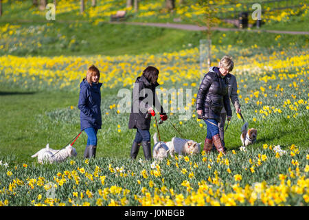 April Sonnenschein und Frühlings Narzissen im Riverside Park Aberdeen, wie lokale Hundewanderer nutzen das gute Wetter für einen Spaziergang am Fluss. Der Stadtrat von Aberdeen hat die Schaffung der 0,7 Meilen langen Strecke der mit Narzissen gesäumten Radwanderroute entlang des Nordufers des Flusses Dee, zwischen der King George VI Brücke und der Bridge of Dee, überwacht. Stockfoto