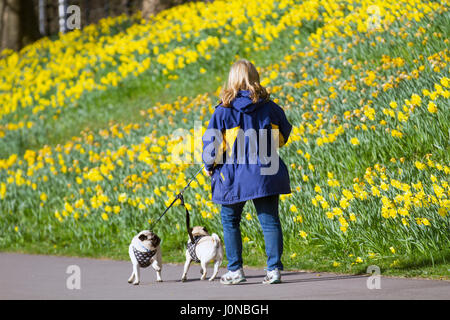 Aberdeeen, Schottland, Großbritannien. UK Wetter. 15. April 2017. Spaziergang mit dem Hund auf einem hellen und sonnigen Frühlingstag am Flußufer am Ufer des River Dee. North Bank Fluss Dee Aberdeen City fließt ostwärts zum Hafen sind die umfangreichen zeigt der Narzissen auf dieser Strecke angrenzenden Riverside Road in der Nähe der Alten Brücke von Dee. Stockfoto