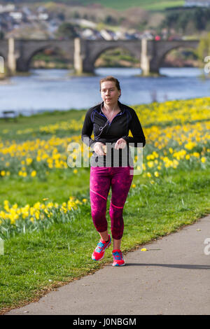 Aberdeeen, Schottland.  Großbritannien Wetter. 15. April 2017.  Bright & sonniger Frühlingstag im Riverside an den Ufern des Flusses Dee. North Bank River Dee Aberdeen City fließt ostwärts in Richtung Hafen sind die umfangreichen Displays von Narzissen auf dieser Strecke angrenzenden Riverside Road in der Nähe der alten Brücke Dee. Kredite; MediaWorldImages/AlamyLiveNews. Stockfoto