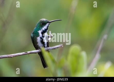 Eine weibliche Black-throated Mango (Anthracothorax Nigricollis) thront auf einem Ast. Peru, Südamerika. Stockfoto