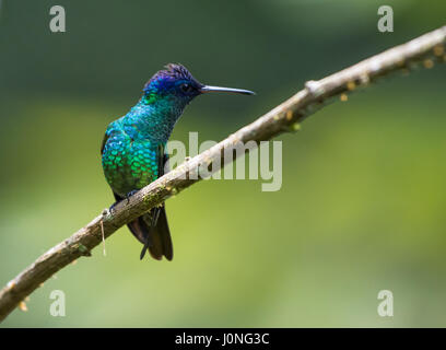 Ein Golden-tailed Saphir (Chrysuronia Oinone) thront auf einem Ast. Peru, Südamerika. Stockfoto