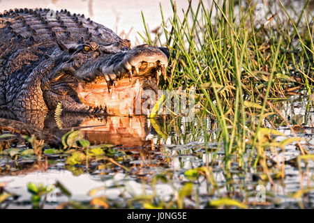 Wilden Salzwasserkrokodil in Kakadu National Park, Australien Stockfoto