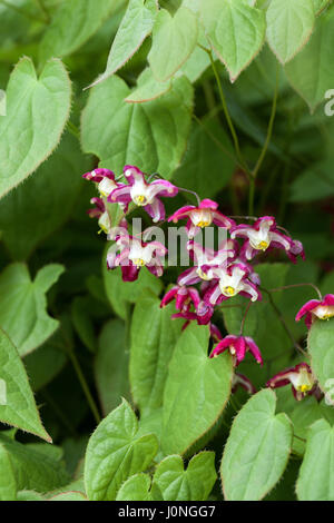 Blühendes Epimedium x rubrum, rotes Barrenkraut Stockfoto