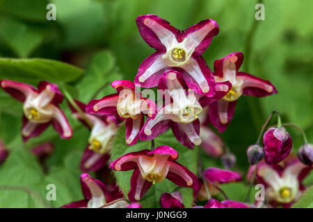 Epimedium rubrum Blume Barrenwort Stockfoto