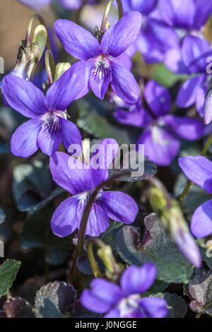 Viola labradorica, Alpine, Alpine Hund violett violett, American dog Violett, Hund violett, und Labrador violett Stockfoto