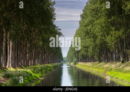 Malerische Allee von hohen Bäumen und Damse Vaart Grachten am Damme, Provinz Westflandern in Belgien Stockfoto