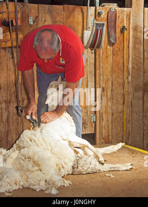 Mann mit rotem Hemd & Jeans gegen braune Holzwand Schur Halle in New South Wales Australien Schafe scheren Stockfoto