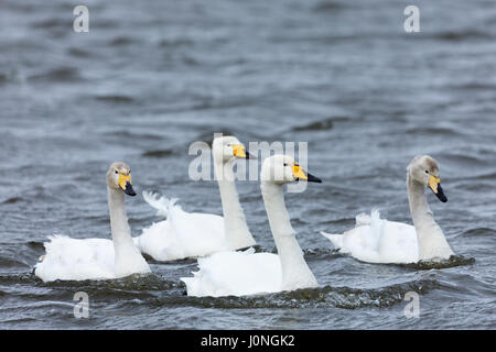 Whooper Schwan männlichen Cob, weibliche Feder, mit Cygnets, Cygnus Cygnus, bei Welney Wetland Centre, Norfolk, Großbritannien Stockfoto