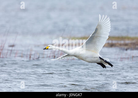 Singschwan Cygnus Cygnus, im Flug und kommen, um mit Flügeln und Federn landen verbreitet an Welney Wetland Centre, Norfolk, Großbritannien Stockfoto