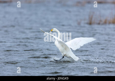 Singschwan Cygnus Cygnus, Flug und Landung mit Flügeln weit gespreizt und Spritzwasser im Welney Wetland Centre, Norfolk, Großbritannien Stockfoto