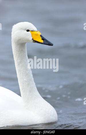 Singschwan Cygnus Cygnus, Nahaufnahme Profil an Welney Wetland Centre, Norfolk, Großbritannien Stockfoto