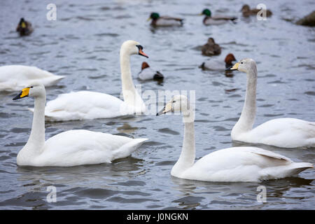 Fraktion der Singschwan Cygnus Cygnus und Höckerschwan Cygnus Olor, bei Welney Wetland Centre, Norfolk, Großbritannien Stockfoto