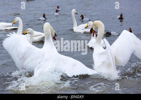 Gekräuselten Federn - männlichen Höckerschwäne (Kolben), Cygnus Olor, streiten und flatternden Flügeln zu erkämpfen, Gebiet, Welney, Norfolk, Großbritannien Stockfoto