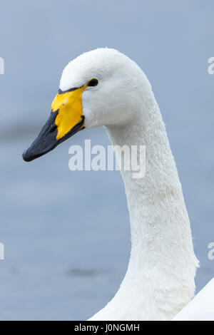 Singschwan Cygnus Cygnus, hautnah am Welney Wetland Centre, Norfolk, Großbritannien Stockfoto