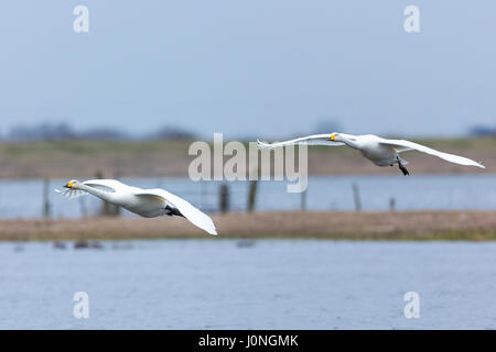 Paar der Singschwan Cygnus Cygnus, während des Fluges mit Flügeln weit über Landung auf Welney Wetland Centre, Norfolk, Großbritannien Stockfoto