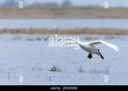 Singschwan Cygnus Cygnus, während des Fluges mit Flügeln weit über Landung auf Welney Wetland Centre, Norfolk, Großbritannien Stockfoto