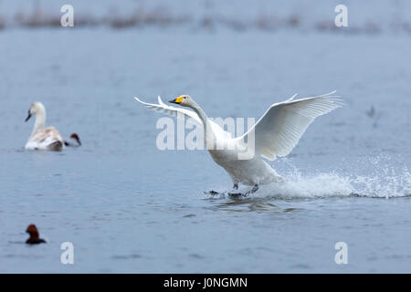 Singschwan Cygnus Cygnus, während des Fluges mit Flügeln zu verbreiten, breite Landung und Spritzwasser bei Welney Wetland Centre, Norfolk UK Stockfoto