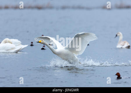 Singschwan Cygnus Cygnus, während des Fluges mit Flügeln weit Landung und Spritzwasser im Welney Wetland Centre, Norfolk, Großbritannien Stockfoto