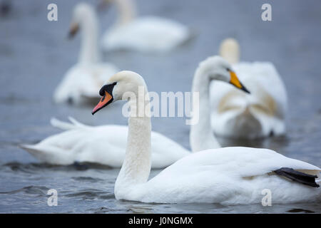 Stummschalten Sie Schwan, Cygnus Olor, vorne mit Singschwan Cygnus Cygnus, hinten am Welney Wetland Centre, Norfolk, Großbritannien Stockfoto