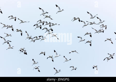 Große Herde von Säbelschnäbler Recurvirostra, Watvögel im Flug in North Norfolk, Großbritannien Stockfoto