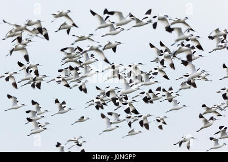 Große Herde von Säbelschnäbler Recurvirostra, Watvögel im Flug in North Norfolk, Großbritannien Stockfoto