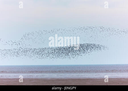 Waschen-Mündung bei Snettisham - große Schwärme von Knoten Calidris Canutus und Alpenstrandläufer Calidris Alpina, versammeln sich in Norfolk, Großbritannien Stockfoto