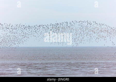 Waschen-Mündung bei Snettisham - große Schwärme von Knoten Calidris Canutus und Alpenstrandläufer Calidris Alpina, versammeln sich in Norfolk, Großbritannien Stockfoto