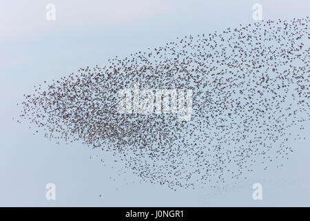 Waschen-Mündung bei Snettisham - große Schwärme von Knoten Calidris Canutus und Alpenstrandläufer Calidris Alpina, versammeln sich in Norfolk, Großbritannien Stockfoto