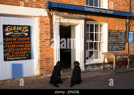 Gehorsame Labrador Hunde warten draußen Gurneys Fischgeschäft in Burnham Market in North Norfolk, Großbritannien Stockfoto