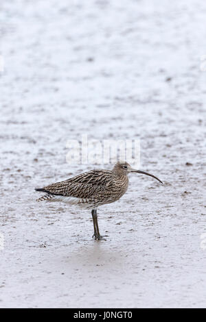 Brachvogel Numenius Arquata größten europäischen waten wilde Vogel mit langen, gekrümmten Rechnung Schnabel am Ufer, in Norfolk, Großbritannien Stockfoto